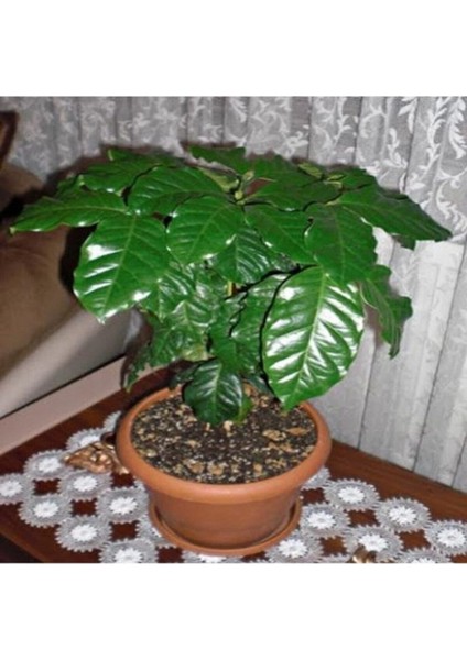 5 Adet Tohum Nadir Bulunan Kahve Ağacı Tohumu Kahve Ağaç Tohumu Saksı Toprakmiz fiyatları