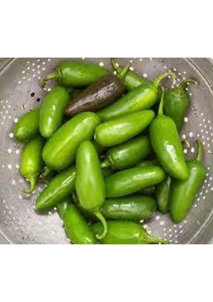 100 Adet Meksika Biberi Tohum Zehir Acı Meksika Biberi Tohumu Jalapeno Jalepeno Saksı Toprak