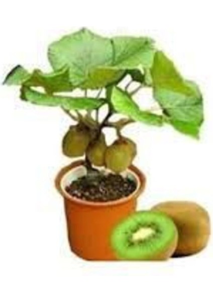 5 Adet Tohum Bodur Kivi Bonsai Ağacı Tohumu + Saksı Toprak