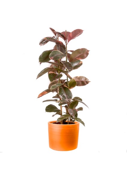 Pembe Alacalı Kauçuk Bitkisi-Ficus Elastica Belize-Ruby Terra Cotta Saksılı 2 Gövdeli 120-140CM