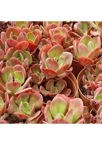 Echeveria Tang Dynasty 8,5 cm Saksı