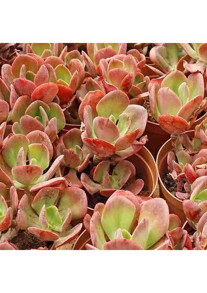 Echeveria Tang Dynasty 8,5 cm Saksı fiyatları