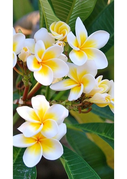 Saksıda Amerikan Fulu (Plumeria Alba) Ağacı Fidanı( boy 1m)