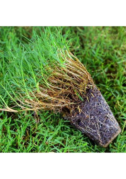 Bermuda Grass Çimi Tohumu İthal (Kurak ve Susuz Alanlara Özel) 1 kg