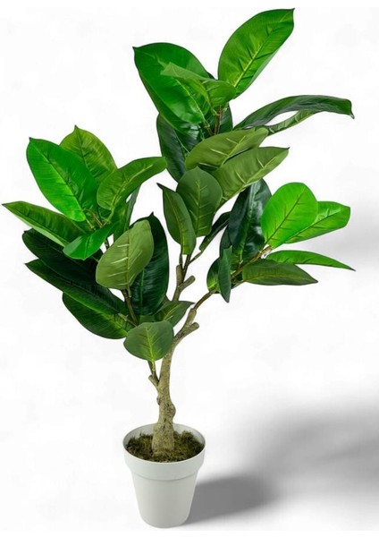Yapay Çiçek Kauçuk Ağacı 85 cm Salon Çiçeği Beyaz Saksılı Yapay Bitki