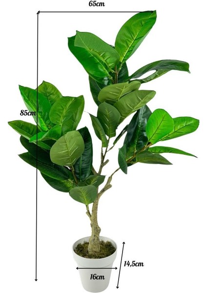 Yapay Çiçek Kauçuk Ağacı 85 cm Salon Çiçeği Beyaz Saksılı Yapay Bitki
