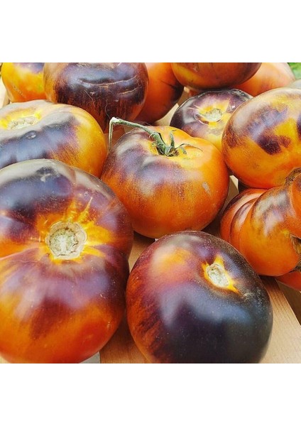 Lucid Gem Domates Tohumu(15 Tohum)