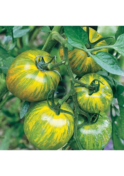 Yeşil Çizgili Zebra Domates Tohumu (15 Tohum)