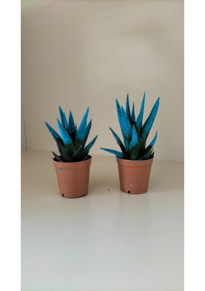Kadife Kaplama Sukulent Ikili Mvi 5.5 cm Saksıda Ev,ofis,salon Bitkisi