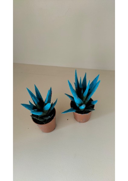 Kadife Kaplama Sukulent Ikili Mvi 5.5 cm Saksıda Ev,ofis,salon Bitkisi