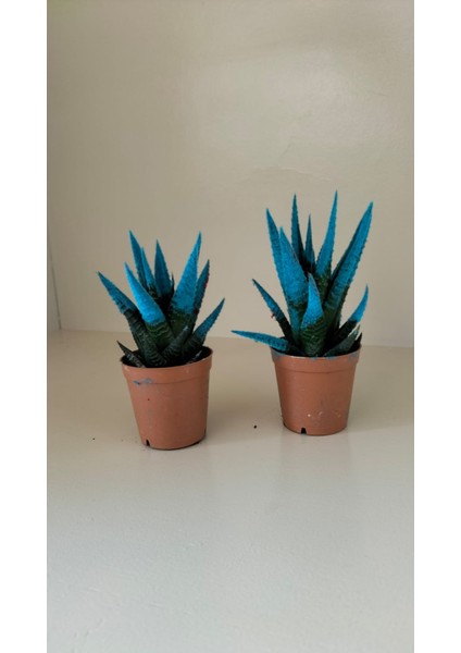 Kadife Kaplama Sukulent Ikili Mvi 5.5 cm Saksıda Ev,ofis,salon Bitkisi