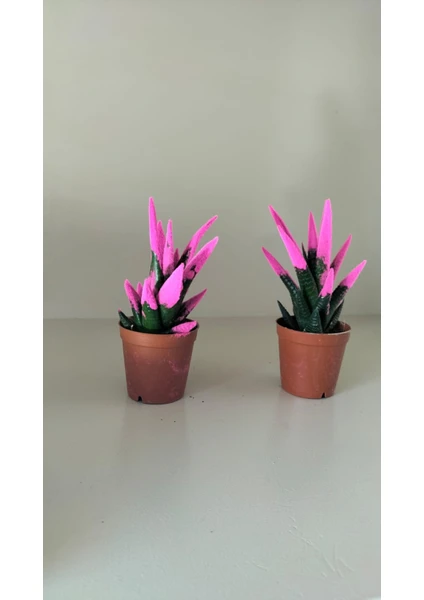 My Çiçekçim Kadife Kaplama Sukulent Renkli Sukulent Kaktüs Ikili Pembe 5.5 cm Saksıda Ev,ofis,salon Bitkisi