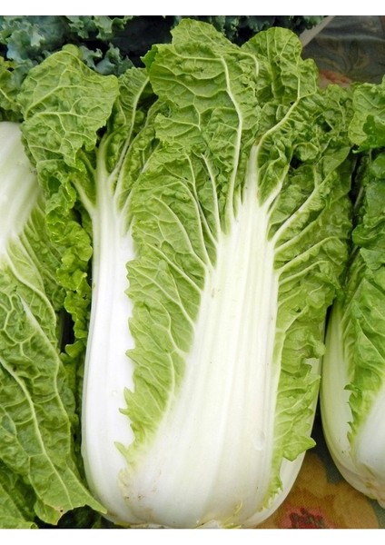 150 Adet Organik Ithal Geleneksel Çin Lahanası Tohumu Hediye Tohumludur fiyatları