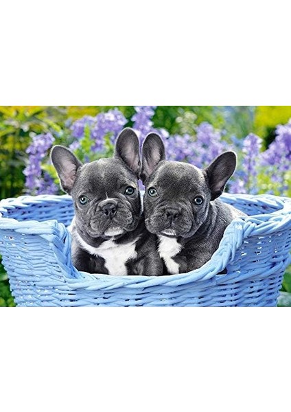 1000 Parça French Bulldog Puppies Puzzle