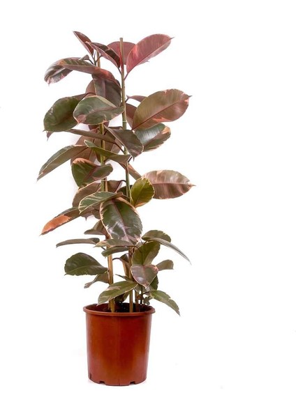 Pembe Alacalı Kauçuk Bitkisi-Ficus Elastica Belize- 2 Gövdeli 120-140CM