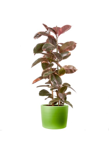 Pembe Alacalı Kauçuk Bitkisi-Ficus Elastica Belize-Ruby Yeşil Saksılı 2 Gövdeli 120-140CM