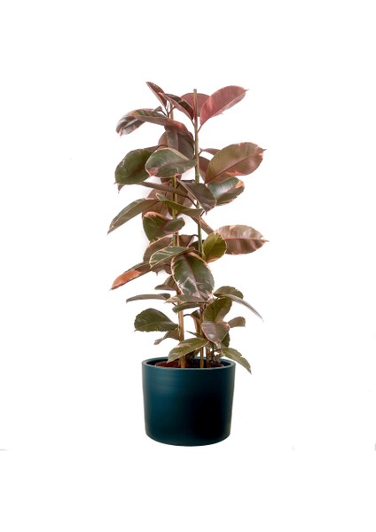 Pembe Alacalı Kauçuk Bitkisi-Ficus Elastica Belize-Ruby Antrasit Saksılı 2 Gövdeli 120-140CM