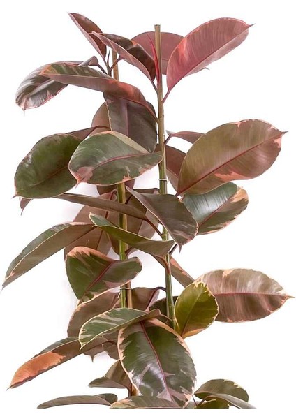Pembe Alacalı Kauçuk Bitkisi-Ficus Elastica Belize-Ruby Antrasit Saksılı 2 Gövdeli 120-140CM fiyatları