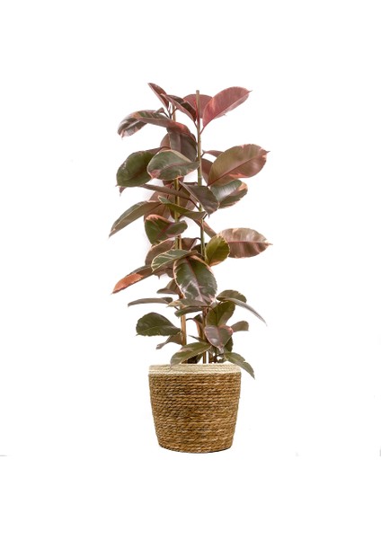 Pembe Alacalı Kauçuk Bitkisi-Ficus Elastica Belize-Lane Hasır Saksılı 2 Gövdeli 120-140CM