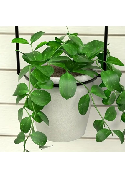 Duvarbahçesi -Tavan Bahçesi - 1 Set Asılabilir Saksılar Ve 4 Adet Plastik Saksı