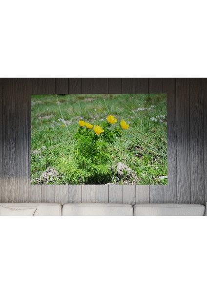 Tablo - Duvar Tablosu - Sarı Dağ Gülü Tablosu - Ev Dekorasyon - 60 x 40 cm