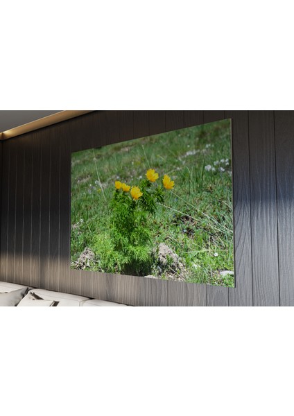 Tablo - Duvar Tablosu - Sarı Dağ Gülü Tablosu - Ev Dekorasyon - 60 x 40 cm
