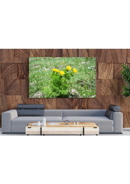 Tablo - Duvar Tablosu - Sarı Dağ Gülü Tablosu - Ev Dekorasyon - 60 x 40 cm
