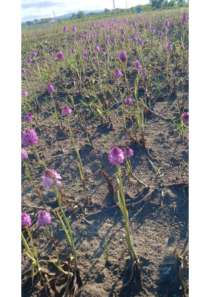 Salep Fidesi 100 Adet