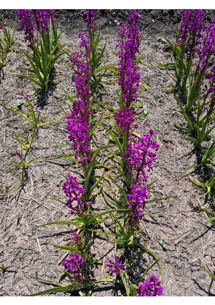 Salep Fidesi 100 Adet fiyatları