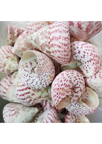 Troca Strawberry Kiloluk Deniz Kabuğu (1 Kg)