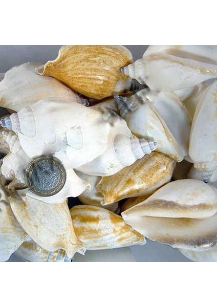Strombus Epidormis Kiloluk Deniz Kabuğu (1 Kg)