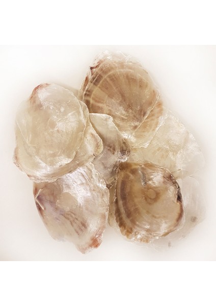 Placuna Kiloluk Deniz Kabuğu (1 Kg)