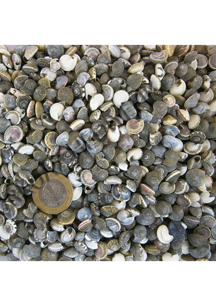 Umbinium Kiloluk Deniz Kabuğu (1 Kg)