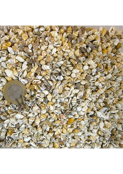 Nassa Shell Kiloluk Deniz Kabuğu (1 Kg)