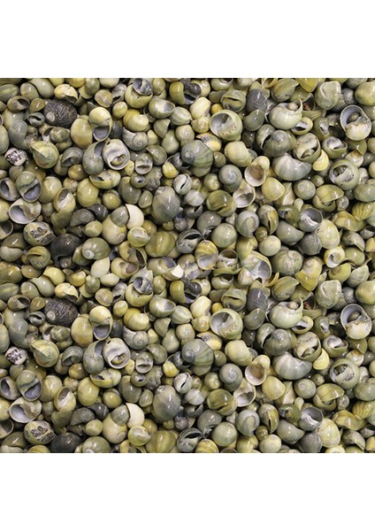 Mini Mongo Shell Kiloluk Deniz Kabuğu (1 Kg)
