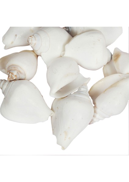 Strombus Canarium Beyaz Kiloluk Deniz Kabuğu (1 Kg)