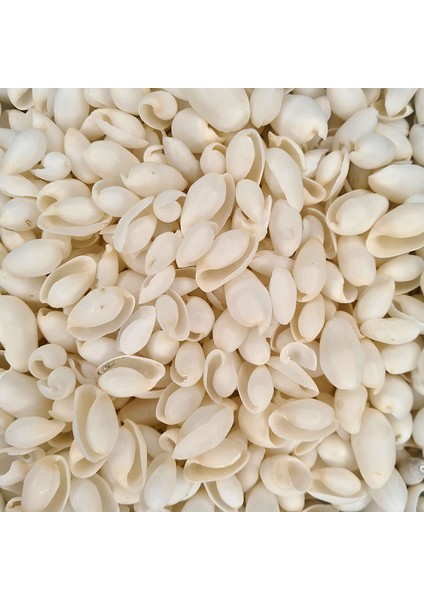 White Bubbles Kiloluk Deniz Kabuğu (1 Kg)