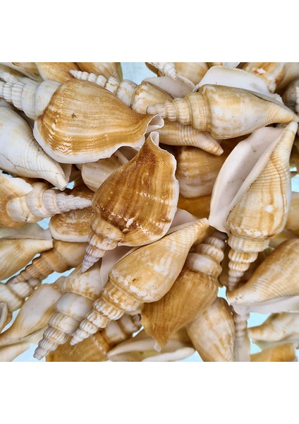 Strombus Vittatus Kiloluk Deniz Kabuğu (1 Kg)