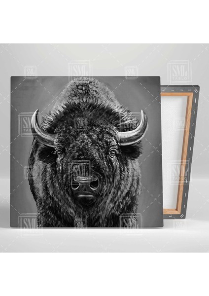 Amerikan Bizonu Buffalo Vahşi Doğa Hayvan Kare Kanvas Tablo