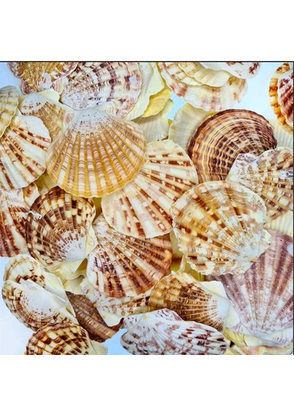 Pecten Mascarensis Kiloluk Deniz Kabuğu (1 Kg)