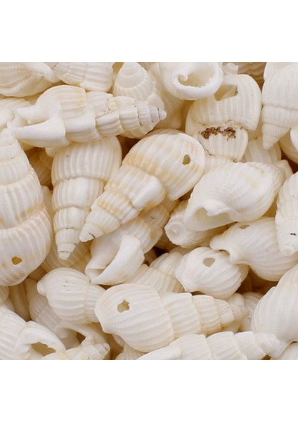 Nassa Shell Kavrulmuş Beyaz Delikli Deniz Kabuğu (50 Adet) fiyatları