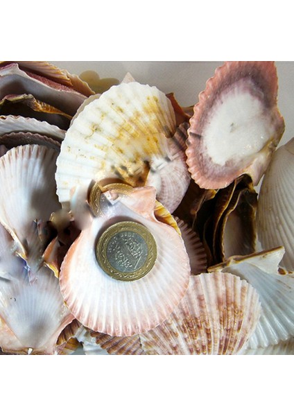 Argopecten Small Kiloluk Deniz Kabuğu (1 Kg)