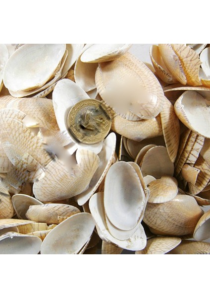 Paphia Neotaples Kiloluk Deniz Kabuğu (1 Kg)