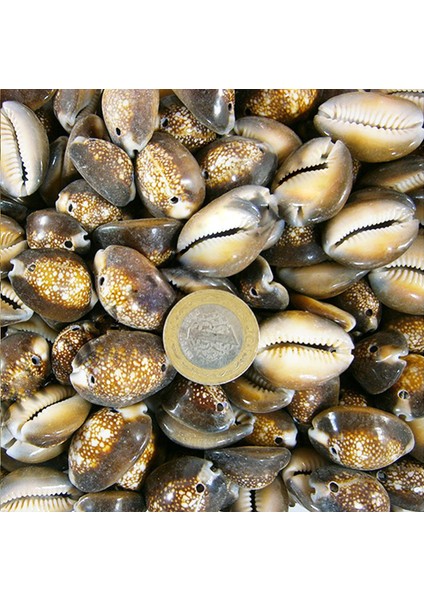 Cyprea Caputserpentıs Kiloluk Deniz Kabuğu - Iki Delikli (1 Kg)