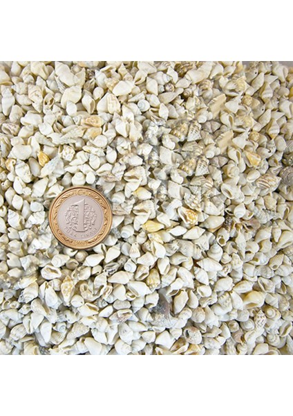 Nassa Shell Kavrulmuş Kiloluk Deniz Kabuğu 250 Gr