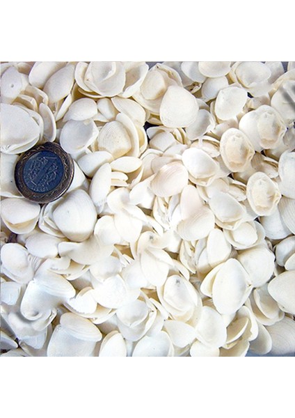 Cay Cay Kiloluk Deniz Kabuğu (1 Kg)