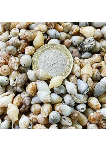 Tahtakale Toptancı Nassa Shell Kiloluk Deniz Kabuğu (1 Kg) Yerli