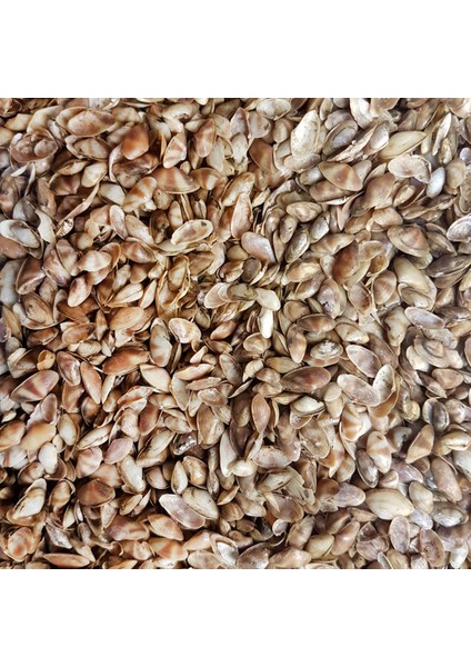 Cay-Cay Mini (Brown) Kiloluk Deniz Kabuğu (1 Kg)