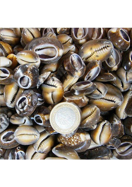 Cyprea Caputserpentis Kiloluk Deniz Kabuğu - Kesik (100 Gr)