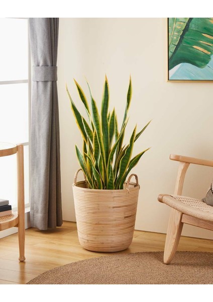 426513 "naraha" Doğal Ahşap Sepet 41CM Yüksekliğinde 36CM Çapında